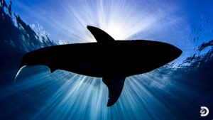 Download shark in photo background HD