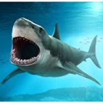 Top shark in photo background free Download