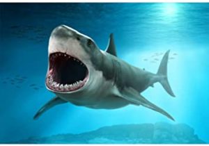 Top shark in photo background free Download