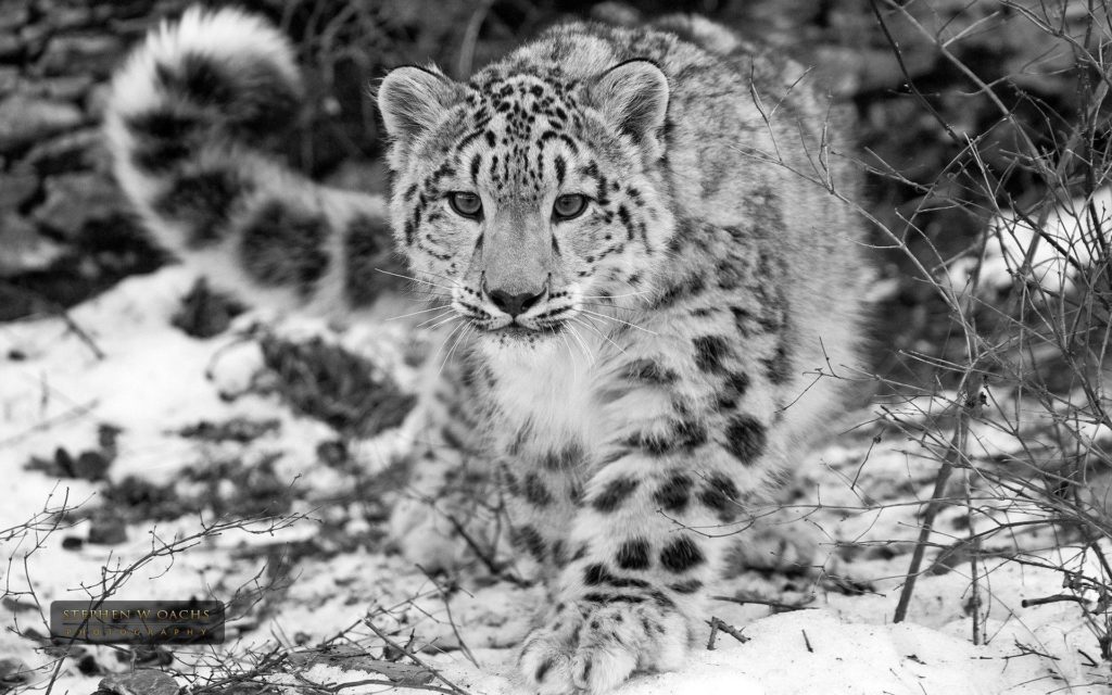 Collection Top 33 Snow Leopard Wallpaper 4k Hd Download