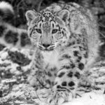 Top snow leopard wallpaper 4k 4k Download