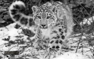 Top snow leopard wallpaper 4k 4k Download