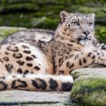 Top snow leopard wallpaper 4k HD Download