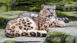 Top snow leopard wallpaper 4k HD Download