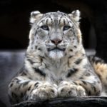 Top snow leopard wallpaper 4k HD Download