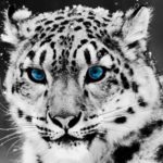 Download snow leopard wallpaper 4k HD