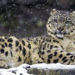 Top snow leopard wallpaper 4k Download