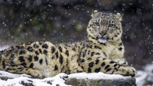 Top snow leopard wallpaper 4k Download