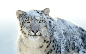 Top snow leopard wallpaper 4k HD Download