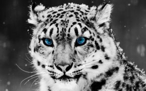 Download snow leopard wallpaper 4k HD