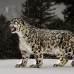 Download snow leopard wallpaper 4k HD