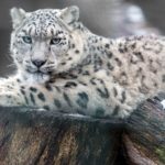 Top snow leopard wallpaper 4k 4k Download