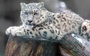 Top snow leopard wallpaper 4k 4k Download