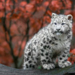 Top snow leopard wallpaper 4k HD Download