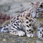 Top snow leopard wallpaper 4k 4k Download