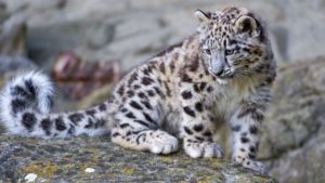 Top snow leopard wallpaper 4k 4k Download