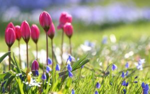 Top spring flowers pc wallpapers 4k Download