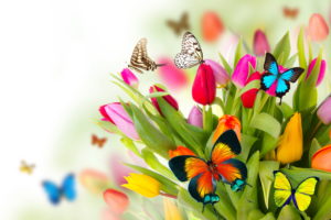 Download spring flowers pc wallpapers HD