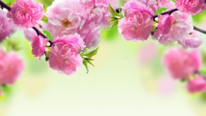 Top spring flowers pc wallpapers free Download