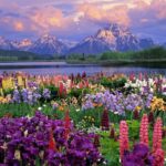 Top spring flowers pc wallpapers Download