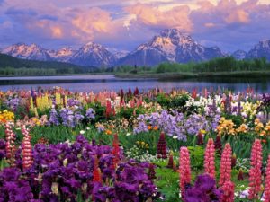 Top spring flowers pc wallpapers Download