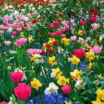 Top spring flowers pc wallpapers HD Download