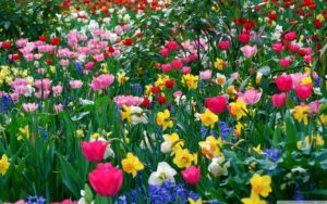 Top spring flowers pc wallpapers HD Download