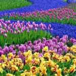 Top spring flowers pc wallpapers free Download