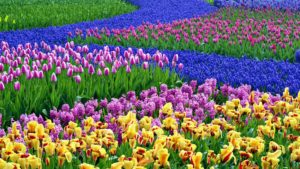 Top spring flowers pc wallpapers free Download