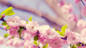 Top spring flowers pc wallpapers 4k Download