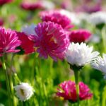 Top spring flowers pc wallpapers 4k Download
