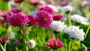 Top spring flowers pc wallpapers 4k Download