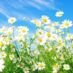 Top spring screensaver wallpaper HD Download