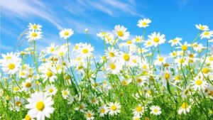 Top spring screensaver wallpaper HD Download