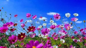 Top spring screensaver wallpaper free Download