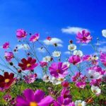 Download spring wallpaper pc HD