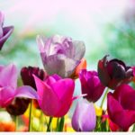 Top spring wallpaper pc HD Download