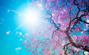 Top spring wallpaper pc HD Download