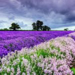 Top spring wallpaper pc free Download