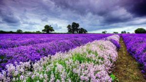 Top spring wallpaper pc free Download