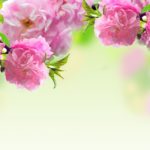 Top spring wallpaper pc HD Download