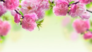 Top spring wallpaper pc HD Download