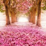 Top spring wallpaper pc free Download