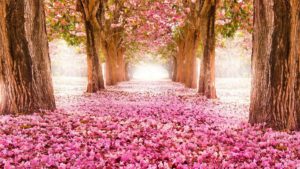 Top spring wallpaper pc free Download