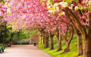 Top spring wallpaper pc 4k Download