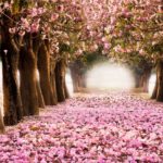 Top spring wallpaper pc 4k Download