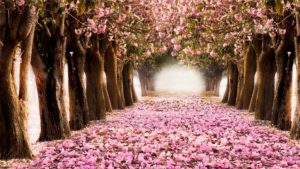 Top spring wallpaper pc 4k Download