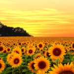 Download sunflower background wallpaper HD