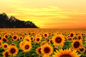 Download sunflower background wallpaper HD