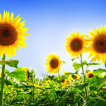 Top sunflower background wallpaper 4k Download